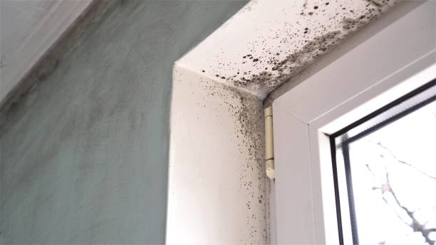 Mold Testing and Removal in Jeannette, PA