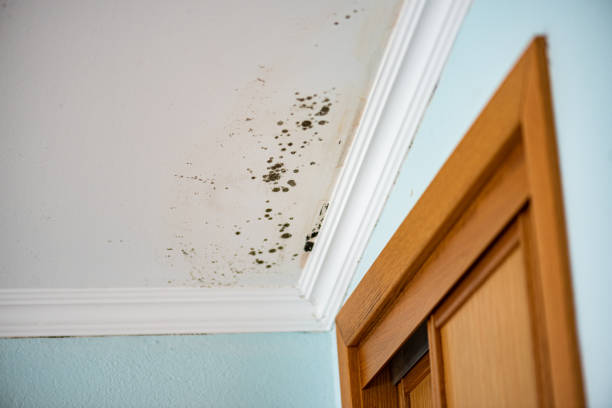 Best Mold Damage Repair  in Jeannette, PA