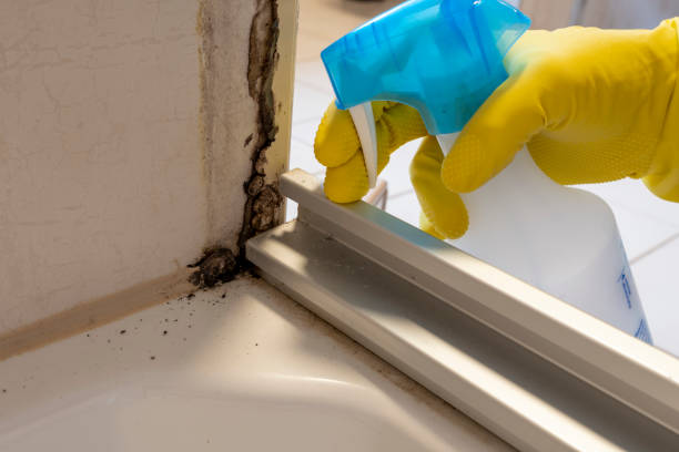 Best Home Mold Removal  in Jeannette, PA