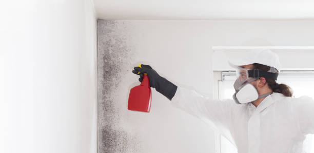 Best Fast Mold Removal  in Jeannette, PA